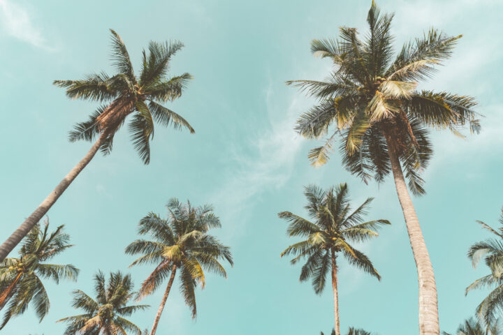 Palm Trees